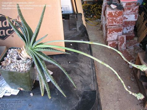 A waterfall tumbles through the heart of greenville, a small southern city packed tight with cultural and culinary distractions. PlantFiles Pictures: Aloe Species (Aloe compressa var ...
