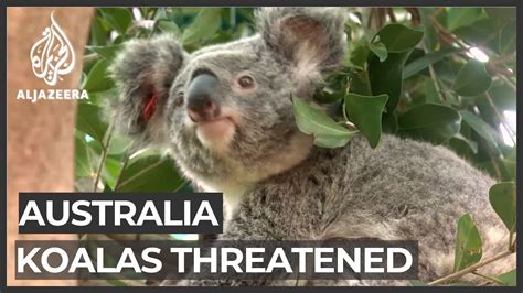 Australia Koalas On Verge Of Extinction Youtube