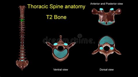 Thoracic Spine T 2 Bone Anatomy For Medical Concept 3d Illustration