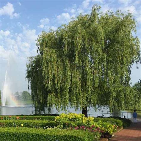 How To Grow And Care For Weeping Willows Gardeners Path