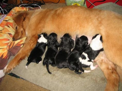 If this is the first time your cat will. Dog Labor & Delivery: What To Expect On The Day Your Dog's ...