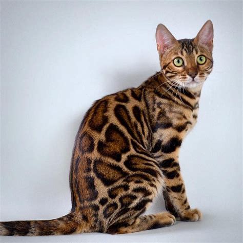 It originates from the asian leopard cat (alc) who resides in south and east asia. Bengal Kittens Purebred Hypoallergenic TICA - Female ...