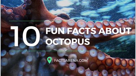 Fun Facts About Octopus Youtube