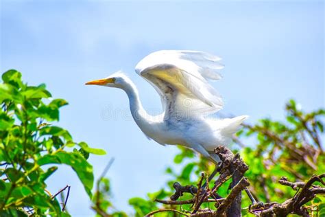Large White Bird Walks In The Swamp Stock Image Image Of Plumage