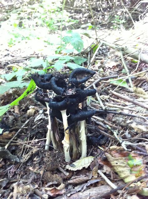 Strange Black Capped Mushrooms With Peeling White Stalks Mushroom