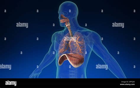 Medical 3d Animation Of The Human Lung Inside Human Body With Its Parts