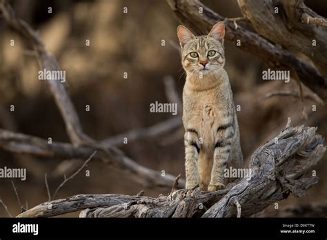 African Wildcat Felis Lybica Looking Hi Res Stock Photography And