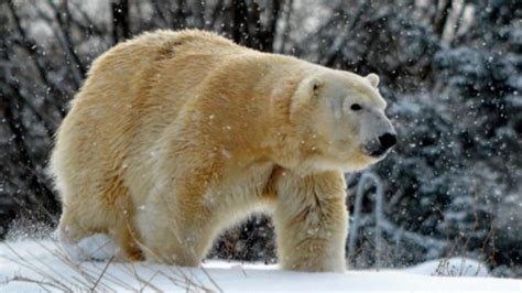 Female Polar Bear Killed By Male Bear At Detroit Zoo