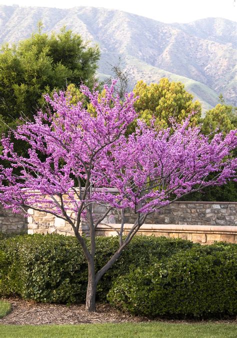 Cercis Canadensis Forest Pansy 15
