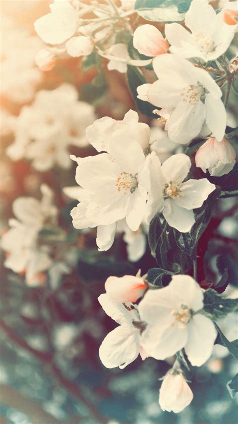 These stickers are unique, as they are printed on a high quality. Aesthetic Spring Flowers Wallpapers | HD Background Images ...