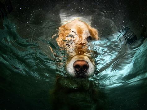 Underwater Dogs Photos Go Viral And Become A Book Photo 3 Cbs News