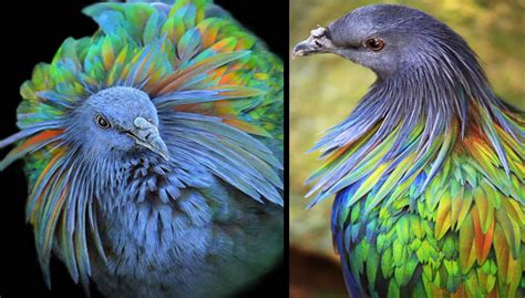 Meet The Stunning Nicobar Pigeon Who Is The Closest Living Relative To