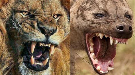 African Lion Vs Hyena Who Would Win In A Fight Youtube