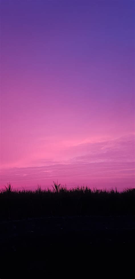 Lavendar Sky Minimal Mobile Nature Pink Purple Scene Sunset Hd