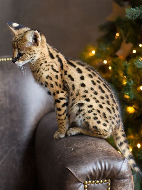 51 Best Savannah Cats Images On Pinterest Savannah Cats