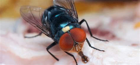 Say goodbye to pest in your home with pest removal services by mr. best pest Control in Kothrud,Pune, Maharashtra | best ...