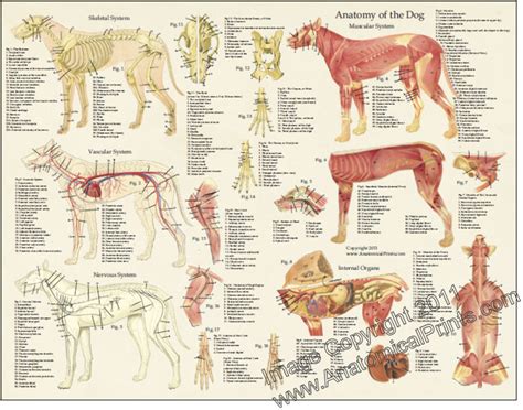 Dog Anatomy Chart