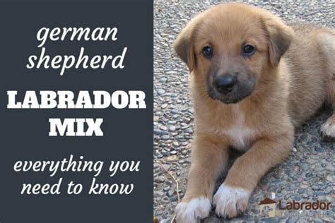 Everything You Need To Know About German Shepherd Lab Mix Dogs