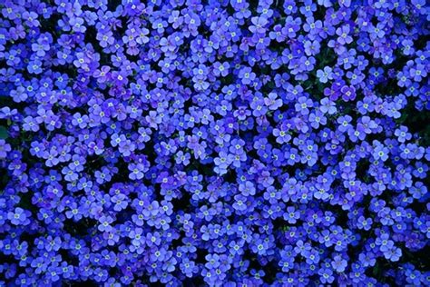Free Download Blue Flower Wallpaper Tiny Beautiful Wall Wonderful