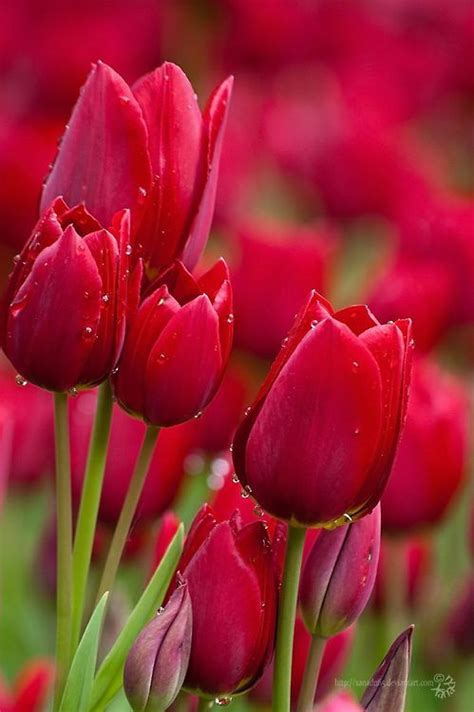 Red Tulips Picture Natural Red Tulips 499x750 16546