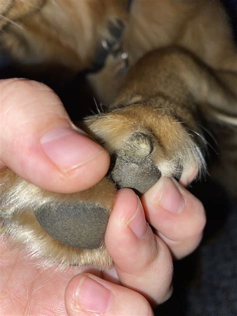 Growth In Paw Pad Golden Retriever Dog Forums