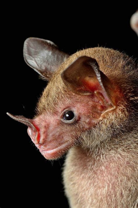 19 Of The Cutest Bat Species Cute Bat Bat Species Animals