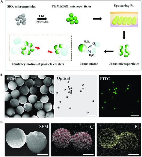 The Experimental Fabrication Of Janus Microparticles A Schematic