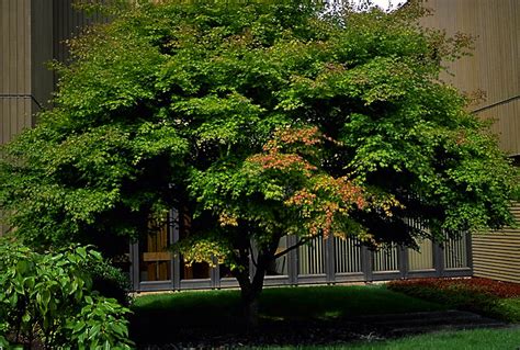 Green Leaf Japanese Maple For Sale