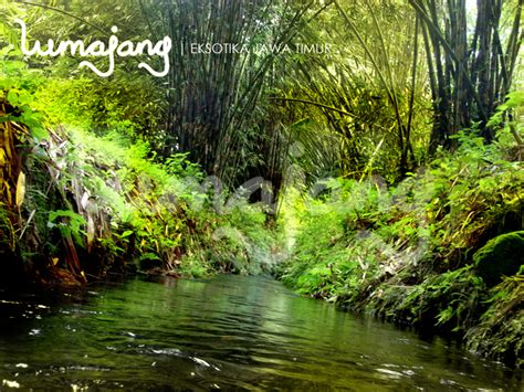 Singgah Lumajang: Hutan Bambu