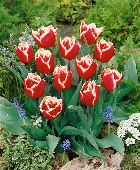Tulipa ´canasta´ Tulipán Bal 5 Ks 12