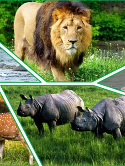 10 Beautiful National Parks In India Ruposhi Bangla