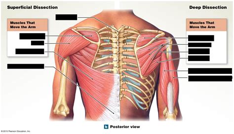 Muscles Of The Upper Extremity Diagram Quizlet