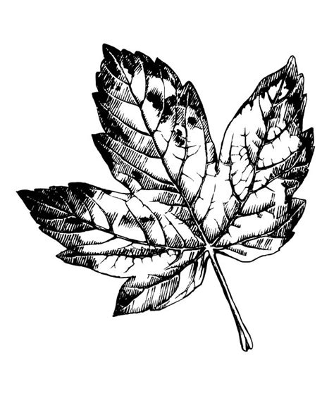 Free Printable Maple Leaf Coloring Page - Mama Likes This