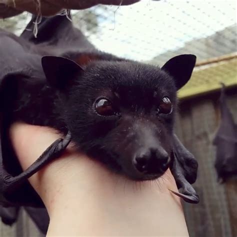 Are Bats Related To Dogs