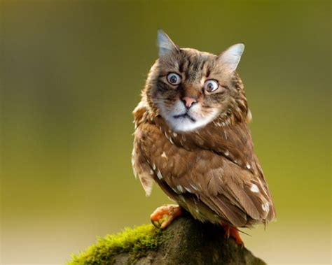 18 Meowls Which Are Cat Heads Photoshopped On Owl Bodies Because The