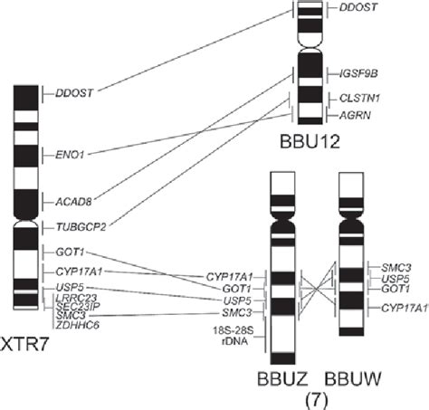 Figure 1 From Extraordinary Diversity In The Origins Of Sex Chromosomes In Anurans Inferred From