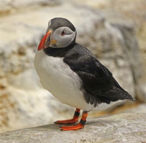 Pictures And Information On Atlantic Puffin