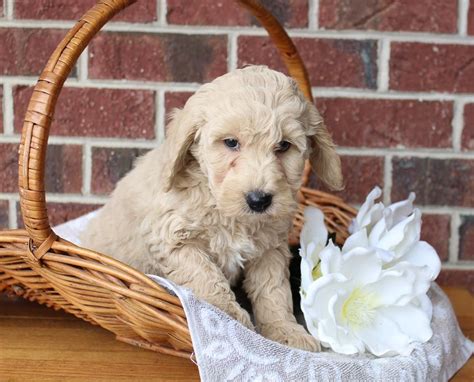 Look at pictures of goldendoodle puppies who need a home. Willow - pupper Goldendoodle for sale at Grabill, Indiana ...