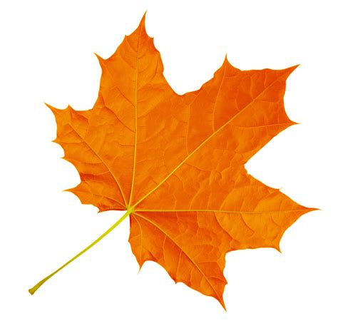 Orange Maple Leaf Isolated On White Background Clipping Path Included