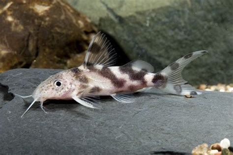 Picture Of Synodontis Decorus Catfish Florida Med Freshwater