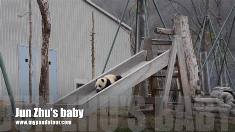 Panda Cub Plays On The Slide Youtube