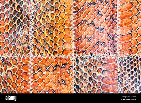 Snake Leather Texture Stock Photo Alamy