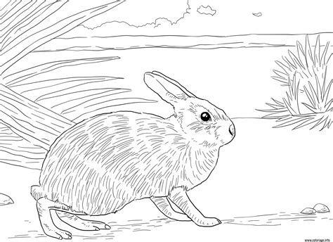 Ciliquez sur les petites images de lapin pour voir et imprimer le coloriage de lapin correspondant. Coloriage Nautre Lapin Realiste dessin