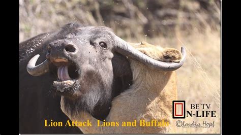 Documentary National Geographic ♦ Lion Attack Lions And Buffalo ♦