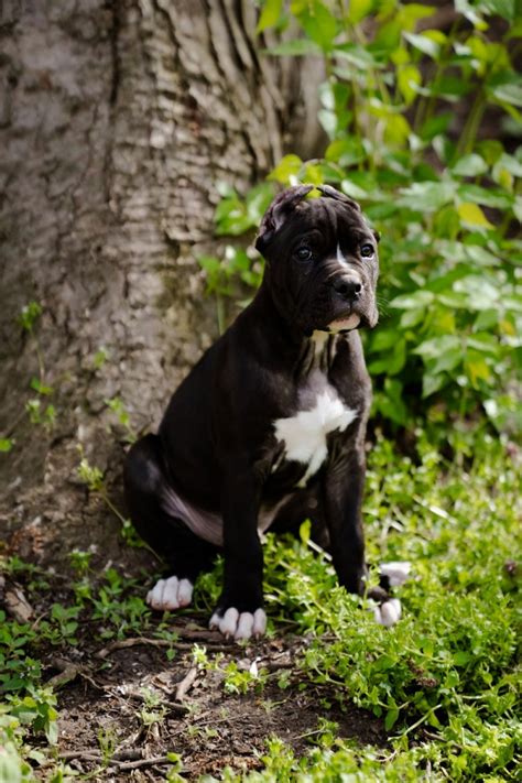 Cane Corso Puppies For Sale Dayton Oh 426099 Petzlover