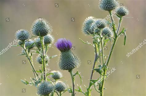 Spear Thistles Cirsium Vulgare Inflorescence North Editorial Stock