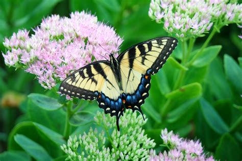 16 Long Blooming Flowers For Attracting Butterflies And Hummingbirds