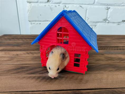 Syrian Orange Hamster In His House Stock Image Image Of Escape Dwarf