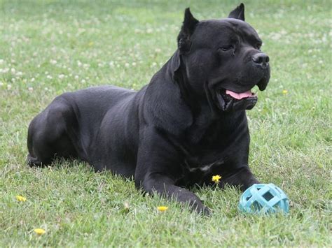 Understanding The Cane Corso Growth And Weight Chart