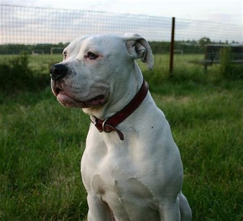 Photo in the thumbnail is of laura kennels malachi american bulldog.i do not claim to own that dog. 46 best images about Standard (Scott) American Bulldog on ...